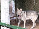 Wolfdog 12 aylık uysal
