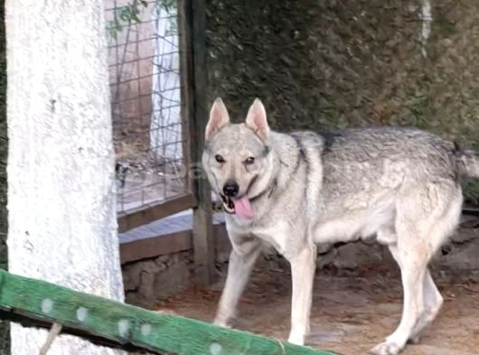 Wolfdog 12 Aylık Uysal