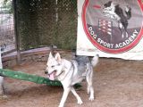 Wolfdog 12 Aylık Uysal