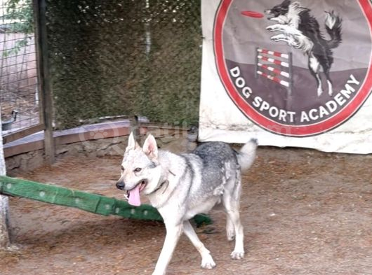 Wolfdog 12 Aylık Uysal görsel