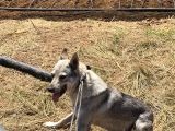 Wolfdog 12 Aylık Uysal