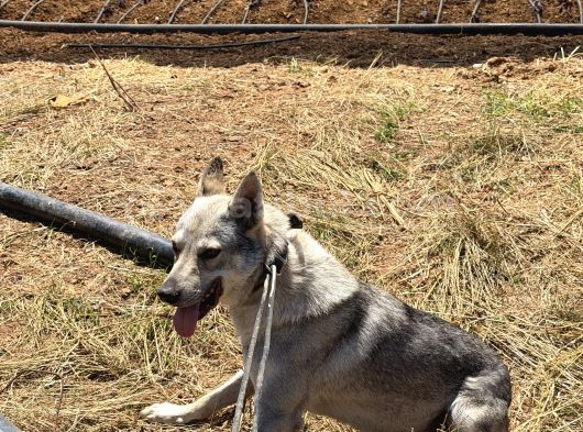 Wolfdog 12 Aylık Uysal görsel