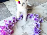 Shorthair Blupoi̇nt Yavrularimiz