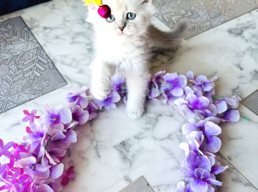 Shorthair Blupoi̇nt Yavrularimiz görsel