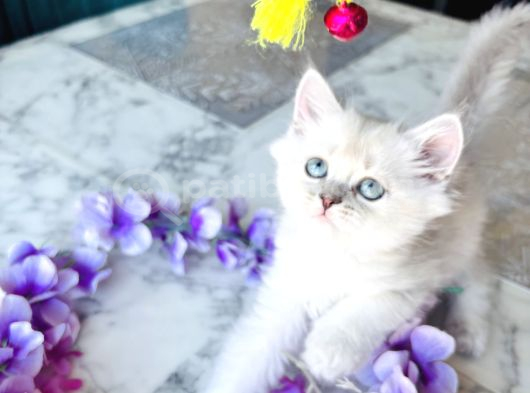Shorthair Blupoi̇nt Yavrularimiz görsel