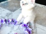 Shorthair Blupoi̇nt Yavrularimiz