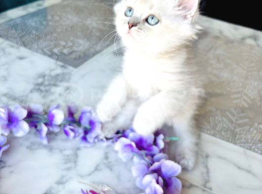Shorthair Blupoi̇nt Yavrularimiz görsel