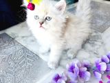 Shorthair Blupoi̇nt Yavrularimiz