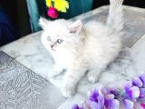 Shorthair Blupoi̇nt Yavrularimiz