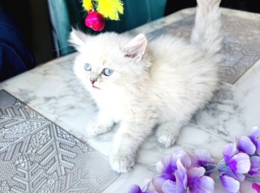 Shorthair Blupoi̇nt Yavrularimiz görsel
