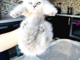 Shorthair Blupoi̇nt Yavrularimiz
