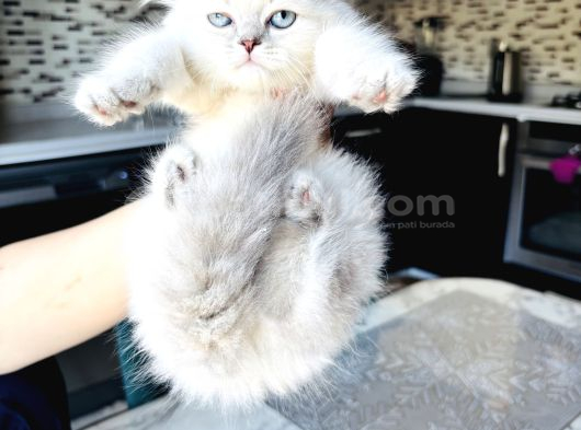 Shorthair Blupoi̇nt Yavrularimiz görsel