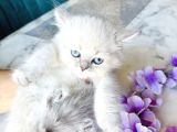 Shorthair Blupoi̇nt Yavrularimiz