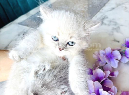 Shorthair Blupoi̇nt Yavrularimiz görsel