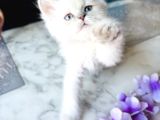 SHORTHAIR BLUPOİNT YAVRULARIMIZ