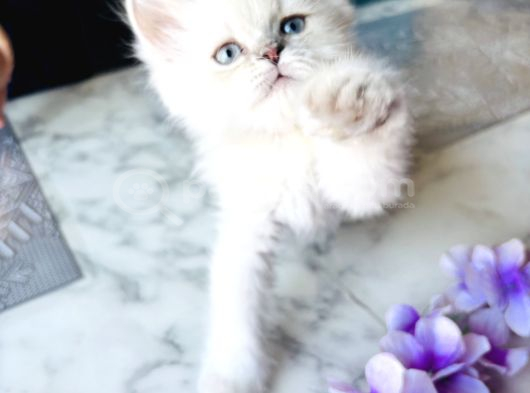 Shorthair Blupoi̇nt Yavrularimiz