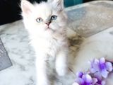 Shorthair Blupoi̇nt Yavrularimiz