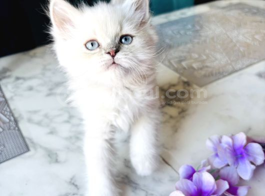 Shorthair Blupoi̇nt Yavrularimiz görsel