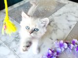Shorthair Blupoi̇nt Yavrularimiz