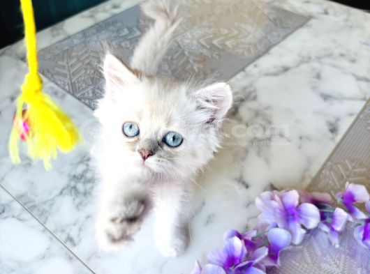 Shorthair Blupoi̇nt Yavrularimiz görsel