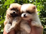 Tedy Pomerinian Boo Bebekler