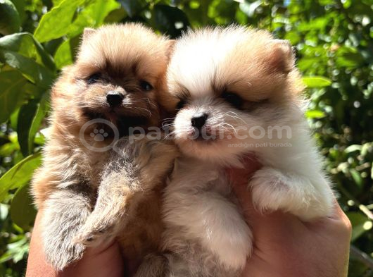 Tedy Pomerinian Boo Bebekler görsel