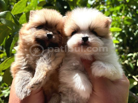 Tedy Pomerinian Boo Bebekler
