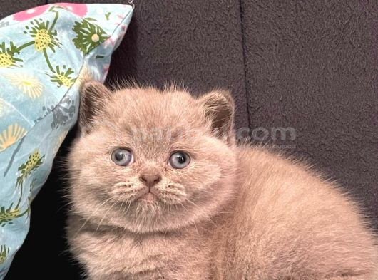 Top Kafa Harika British Shorthair Yavrularımız