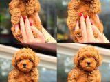 Türki̇yeni̇n En Güzel Korea Poodle Yavrulari