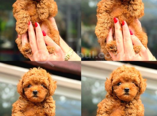 Türki̇yeni̇n En Güzel Korea Poodle Yavrulari görsel