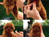 Türki̇yeni̇n En Güzel Korea Poodle Yavrulari