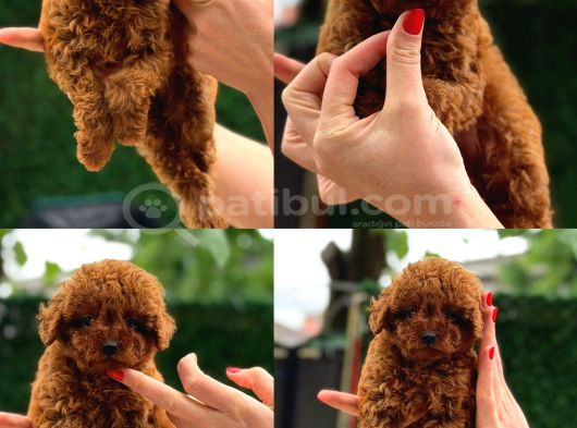 Türki̇yeni̇n En Güzel Korea Poodle Yavrulari görsel