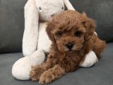 DİŞİ TOYPOODLE