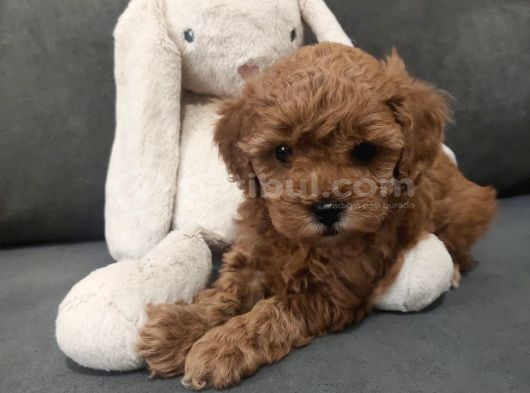 Di̇şi̇ Toypoodle
