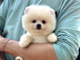 Sağlık Garantili Pomeranian Boo