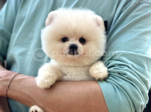 Sağlık Garantili Pomeranian Boo görsel