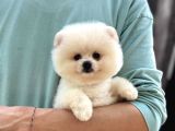 Sağlık Garantili Pomeranian Boo