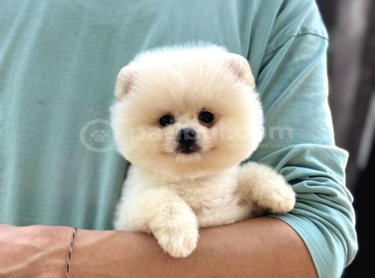 Sağlık Garantili Pomeranian Boo görsel