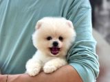 Sağlık Garantili Pomeranian Boo