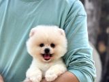 Sağlık Garantili Pomeranian Boo