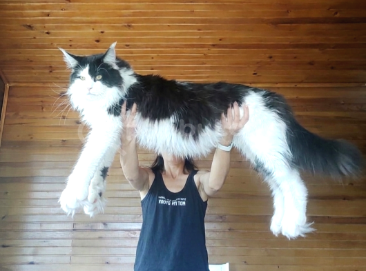 Dernek Kayıtları Yapılmış Eksiksiz Safkan Secereli Mainecoon görsel