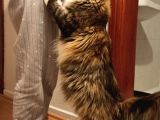 Dernek Kayıtları Yapılmış Eksiksiz Safkan Secereli Mainecoon