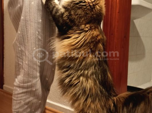 Dernek Kayıtları Yapılmış Eksiksiz Safkan Secereli Mainecoon görsel