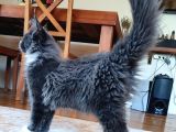 Dernek Kayıtları Yapılmış Eksiksiz Safkan Secereli Mainecoon