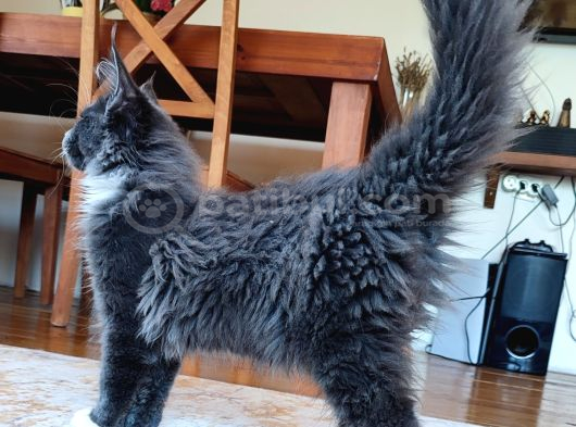 Dernek Kayıtları Yapılmış Eksiksiz Safkan Secereli Mainecoon görsel