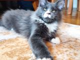 Dernek kayıtları yapılmış eksiksiz safkan secereli Mainecoon