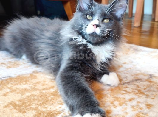 Dernek Kayıtları Yapılmış Eksiksiz Safkan Secereli Mainecoon