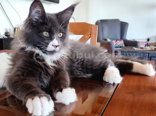 Dernek Kayıtları Yapılmış Eksiksiz Safkan Secereli Mainecoon görsel