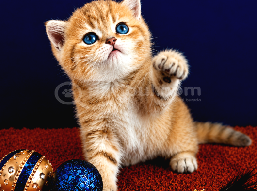 British Shorthair Golden Dişi görsel