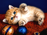 British Shorthair Golden Dişi